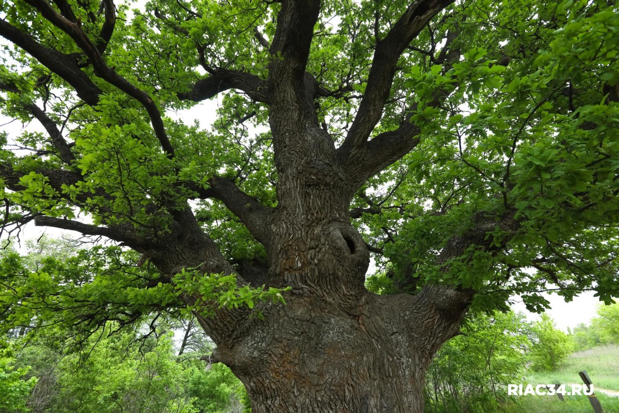 Дуб черешчатый Анапа