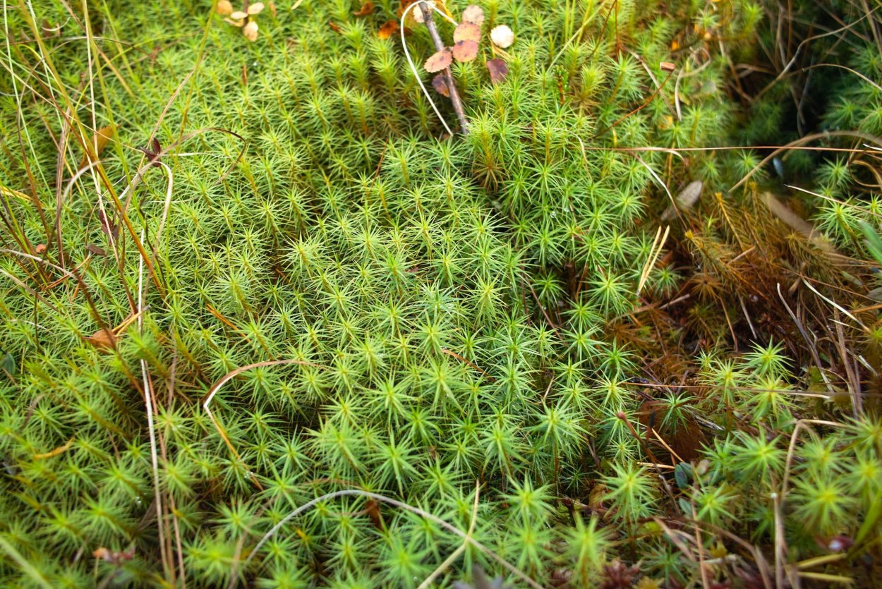 Торфяной мох сфагнум