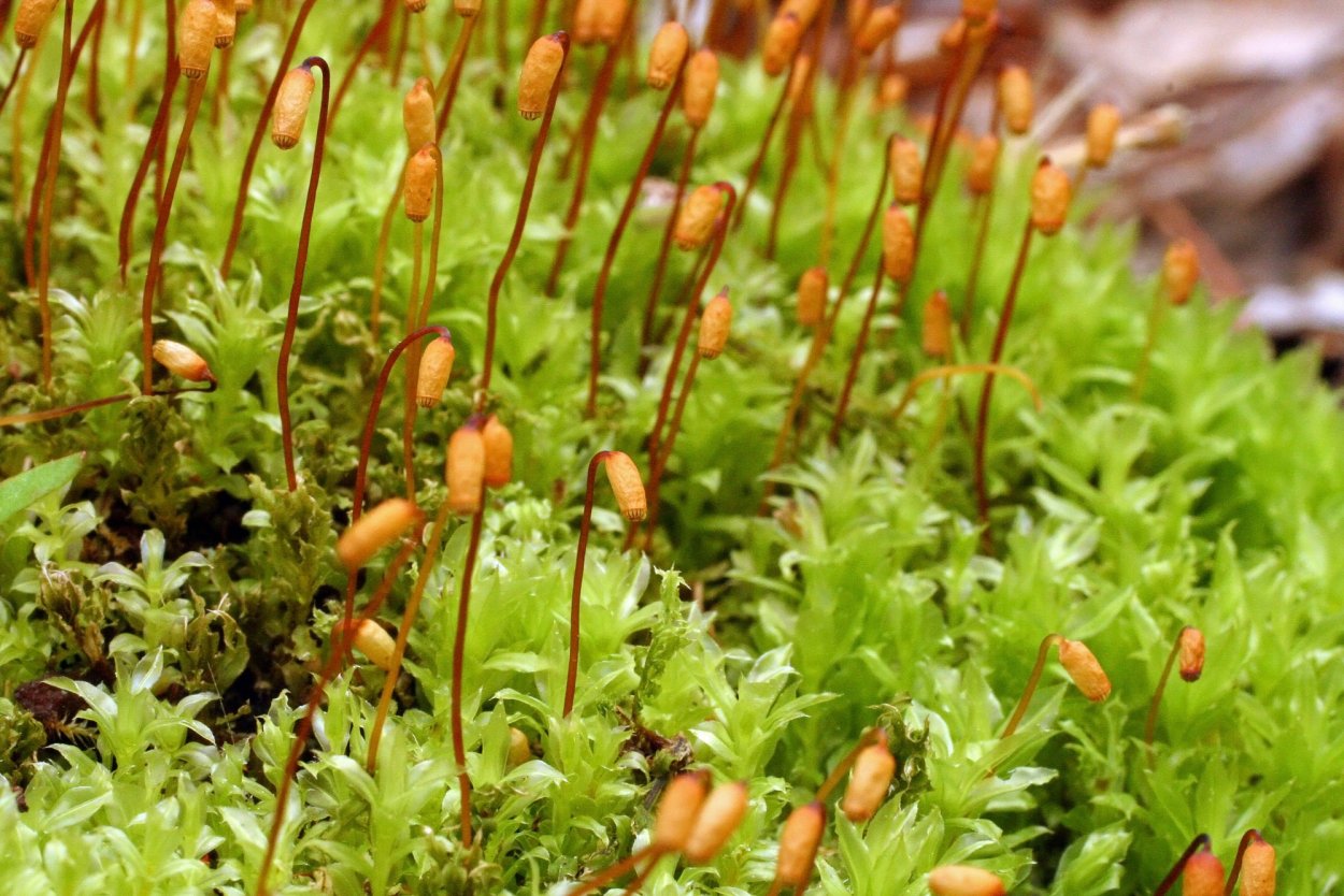 Plagiomnium cuspidatum