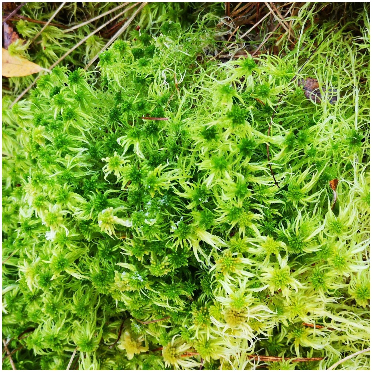 Мох сфагнум