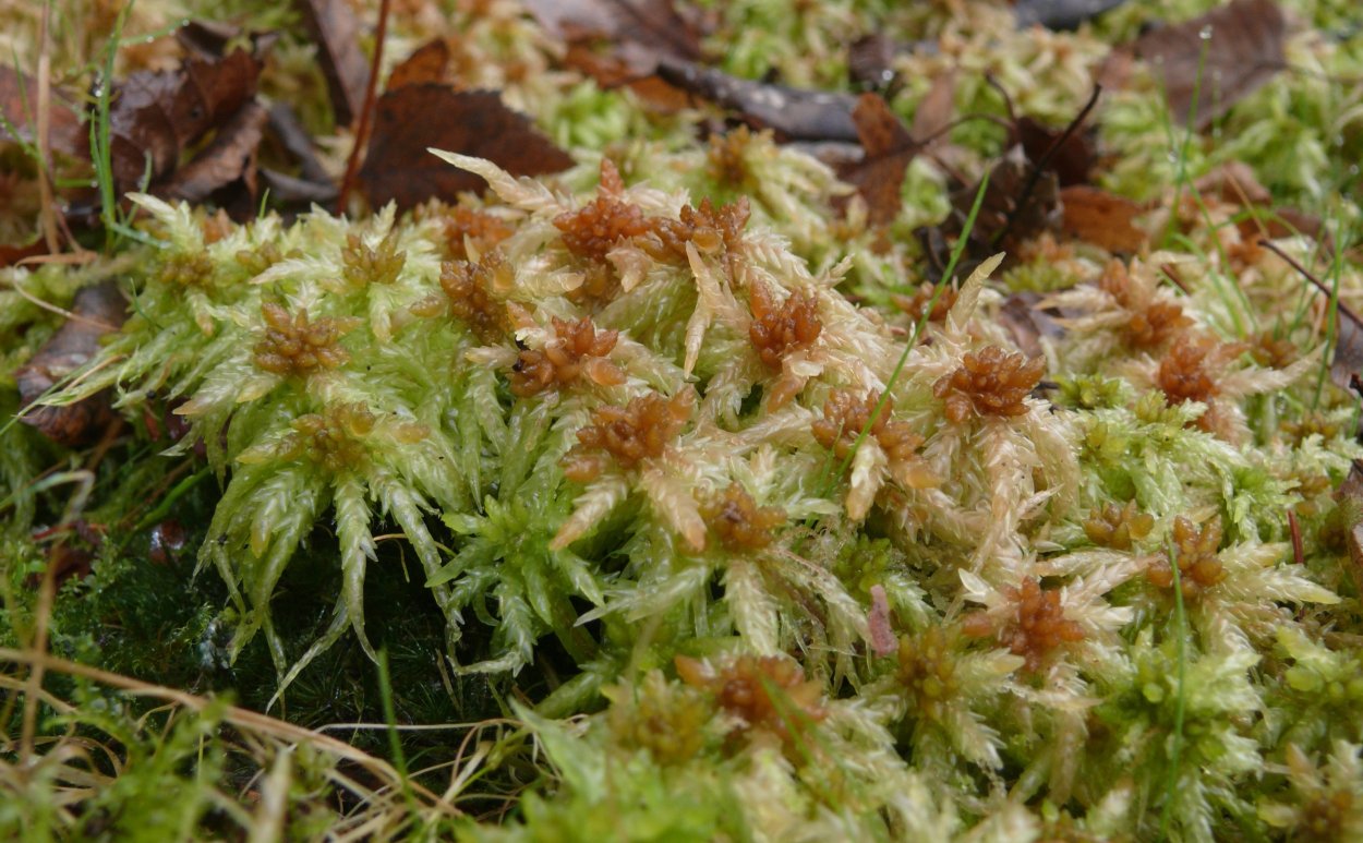 Болотный мох сфагнум