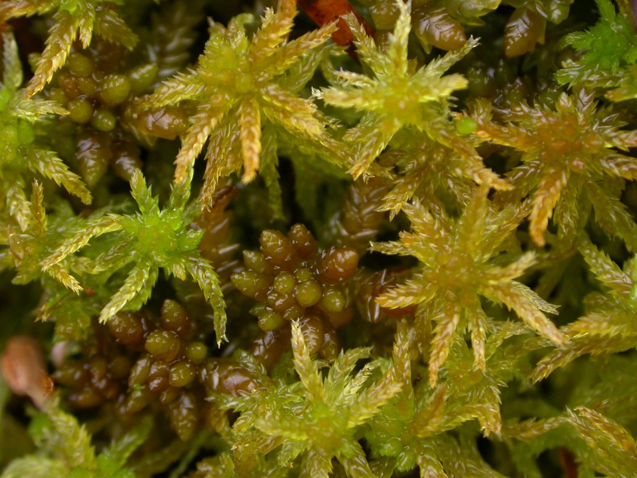 Сфагнум болотный