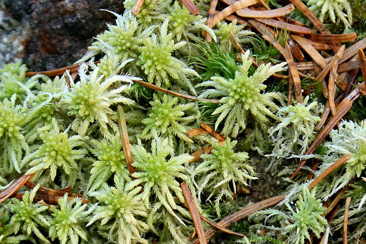 Сфагнум Плантариум