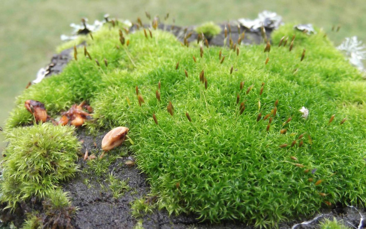 Симфиогина мох