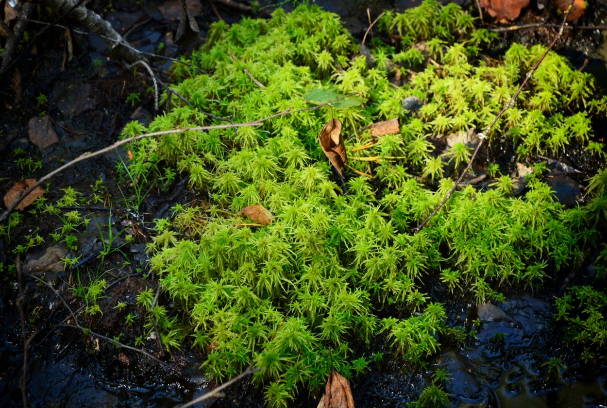 Сфагнум бурый