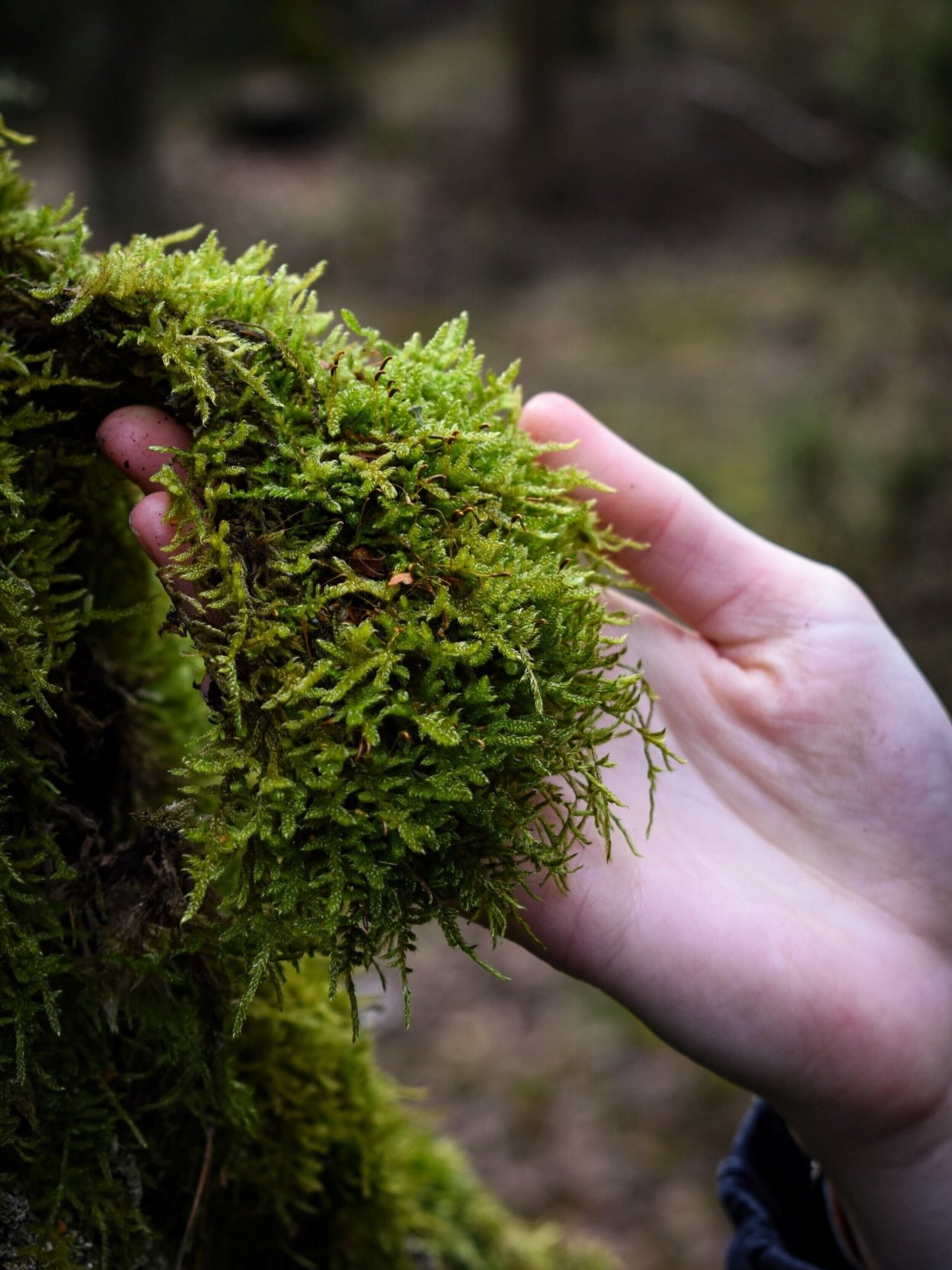 Сфагнум Мосс