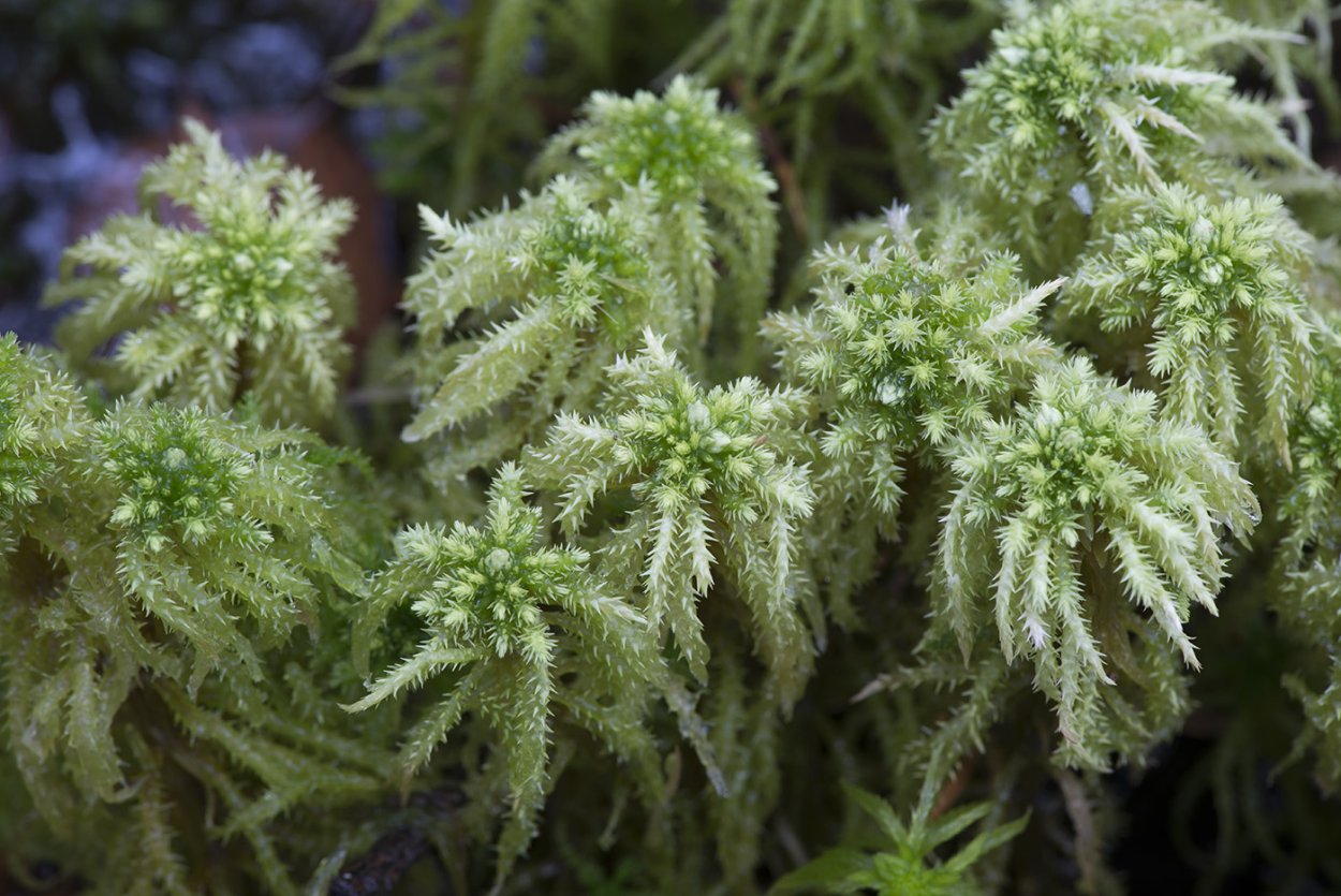 Sphagnum squarrosum
