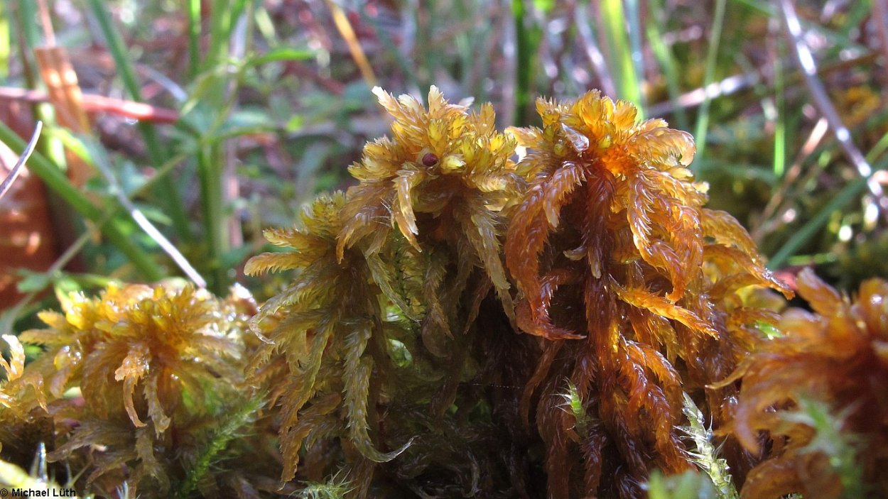 Сфагнум остролистный