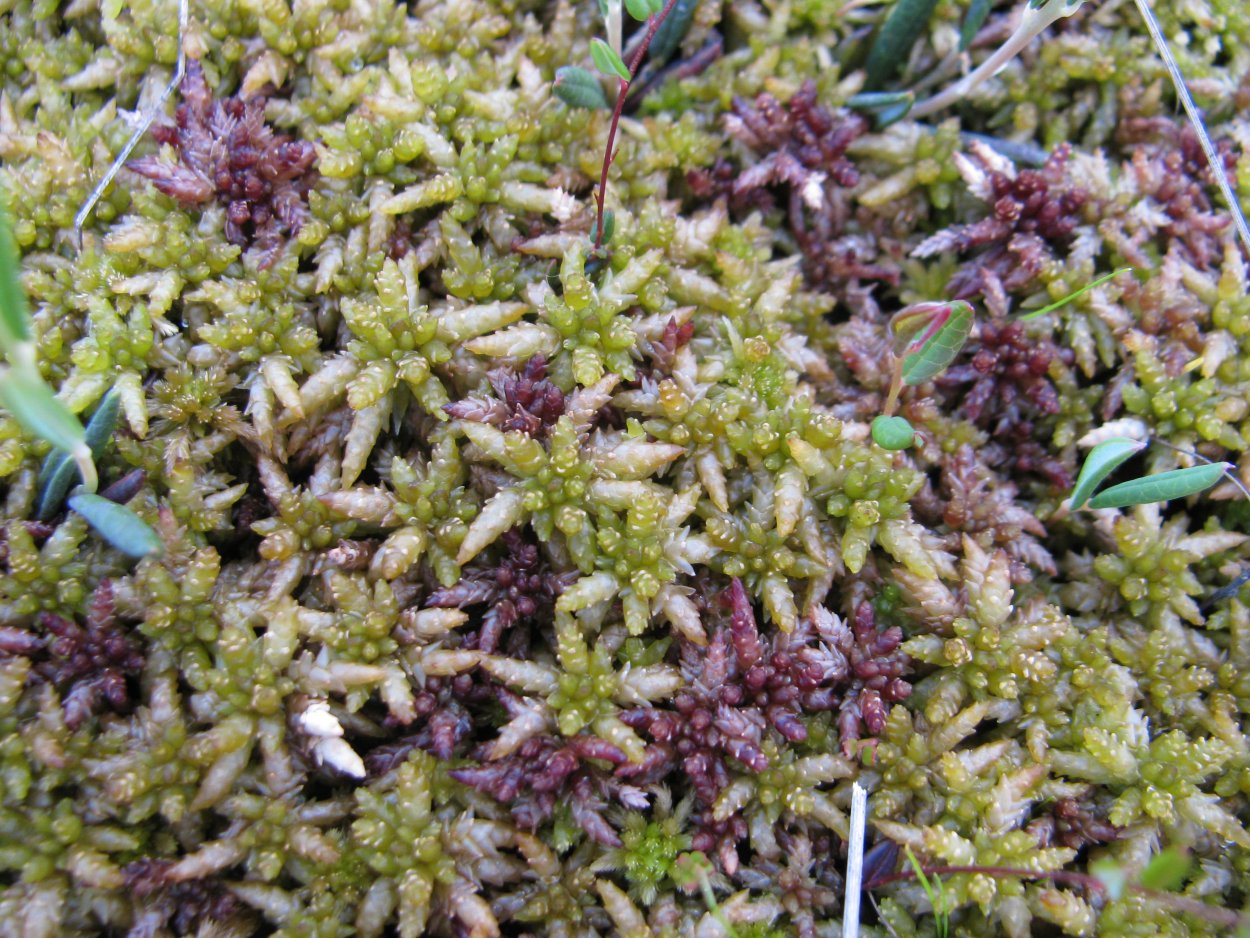 Сфагнум на болоте