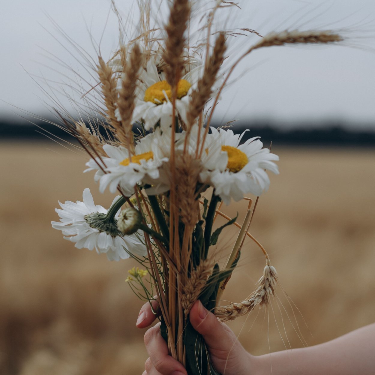 Букет из полевых Колосков