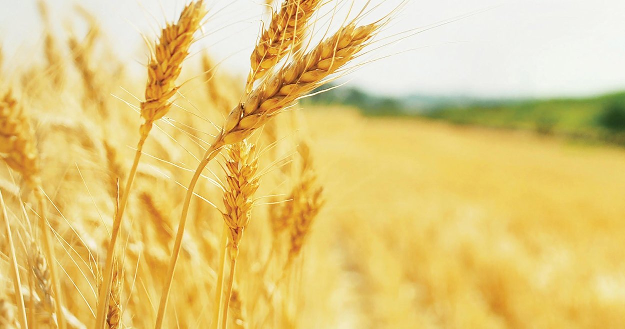 Сельское хозяйство Колос