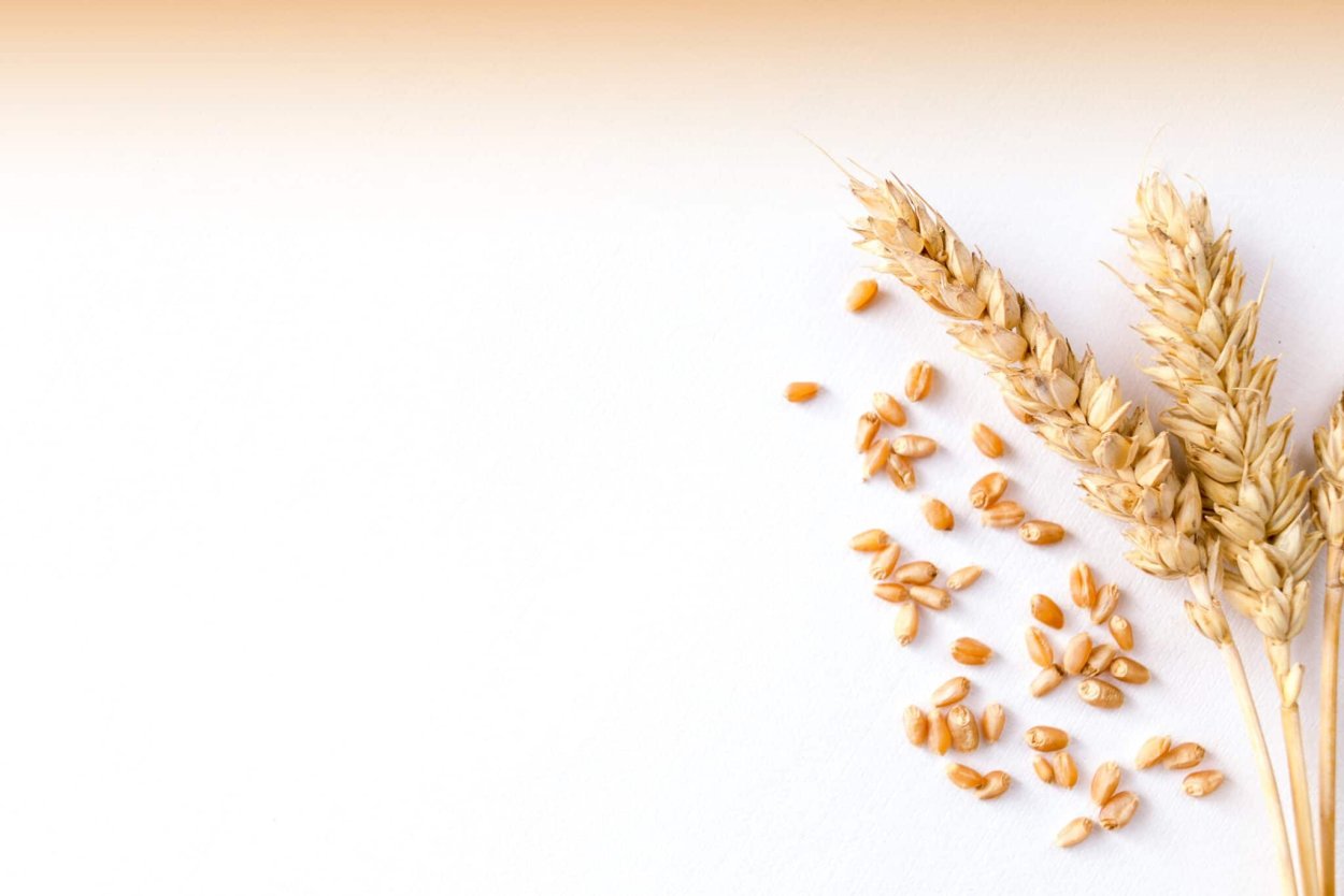 Светлый фон колосья