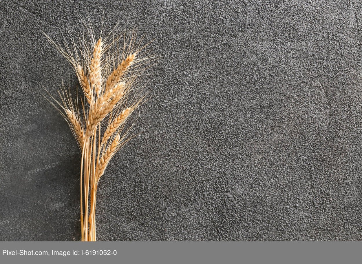 Колоски на сером фоне