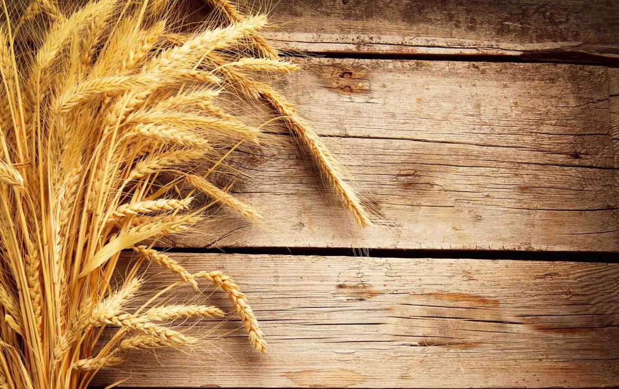 Колосья пшеницы