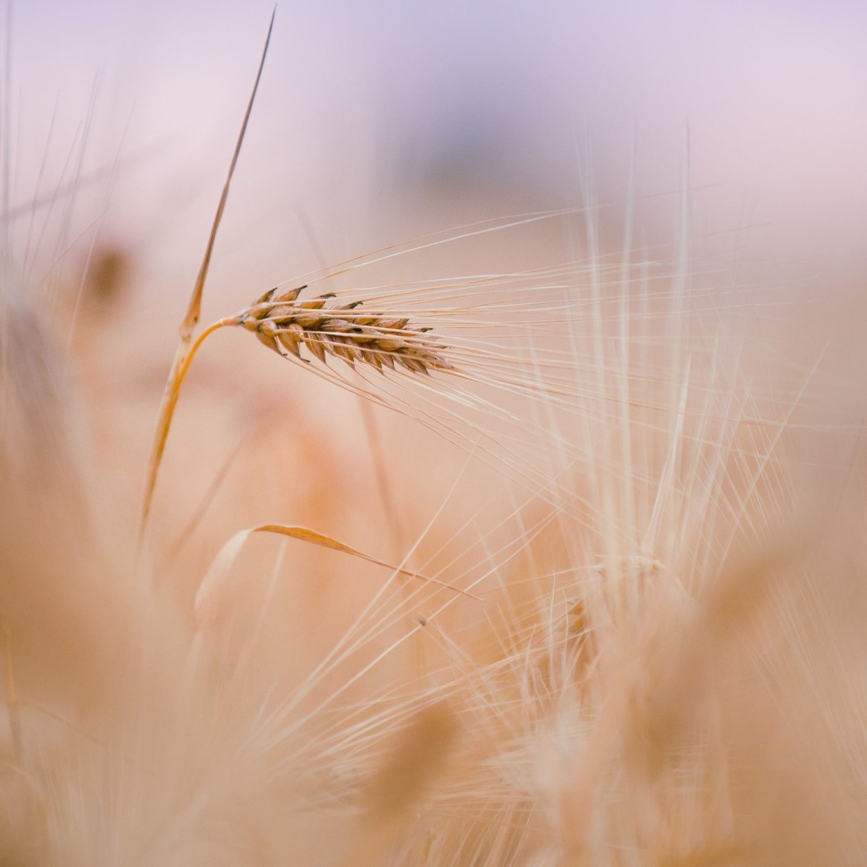 Пшеница бежевый