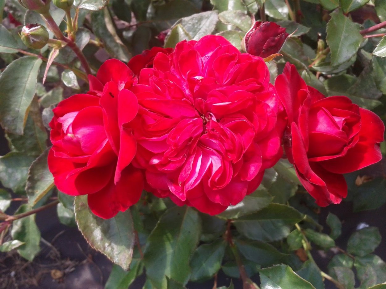 Rouge MEILOVE роза