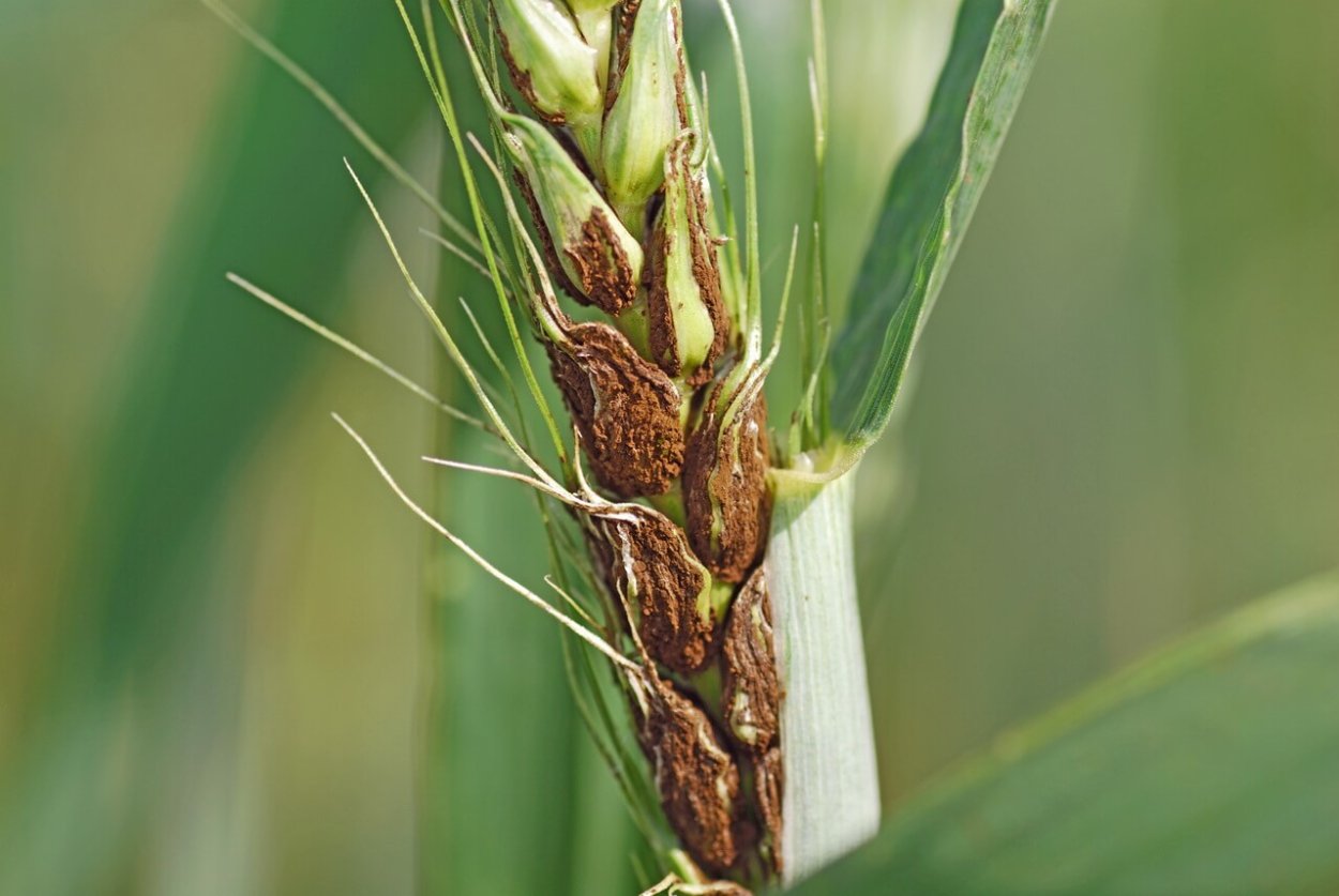Пыльная Головня пшеницы