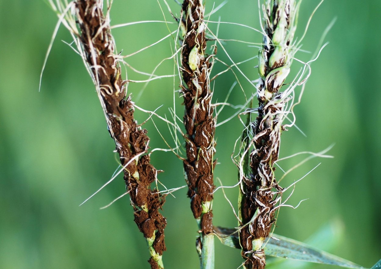 Пыльная Головня гриб