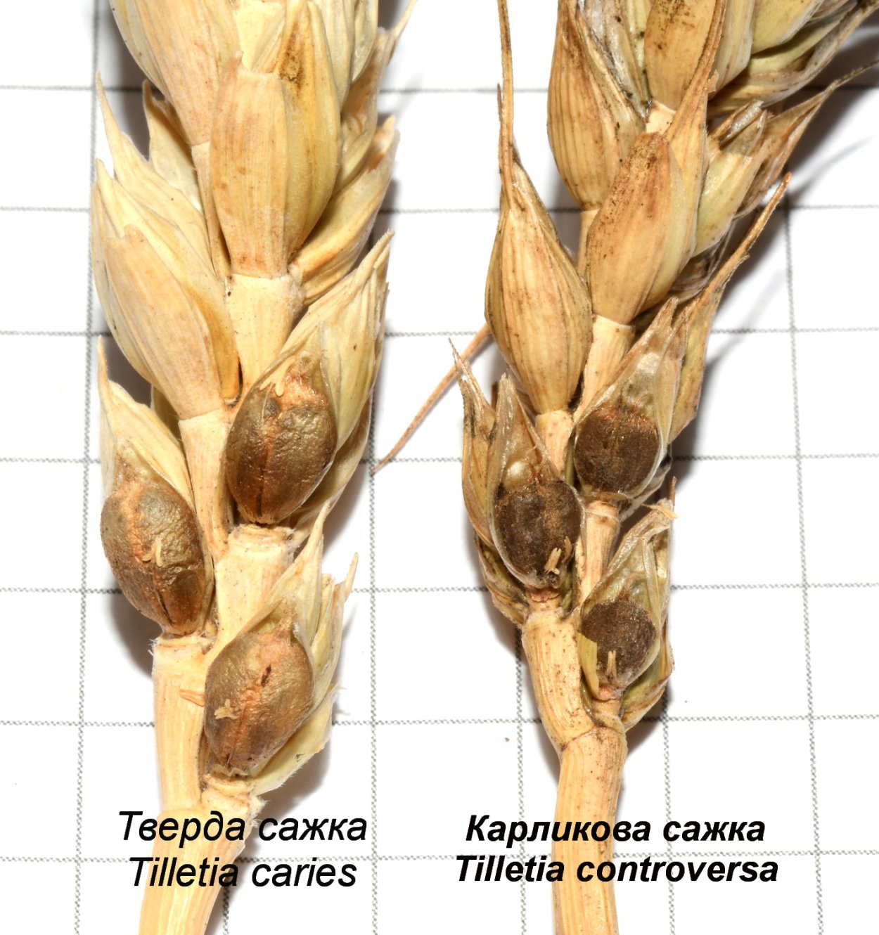 Tilletia controversa Kuhn карликовая Головня пшеницы