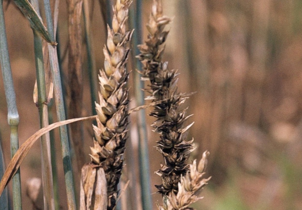 Твердая Головня пшеницы
