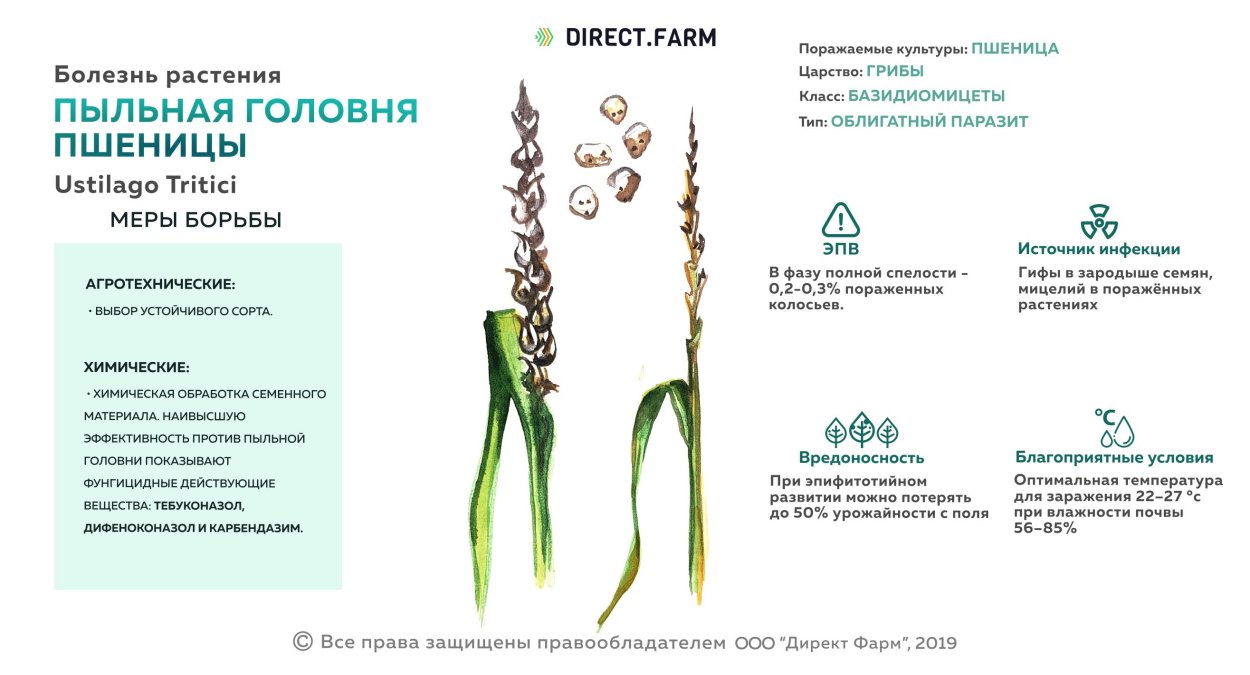 Твердая Головня пшеницы ЭПВ