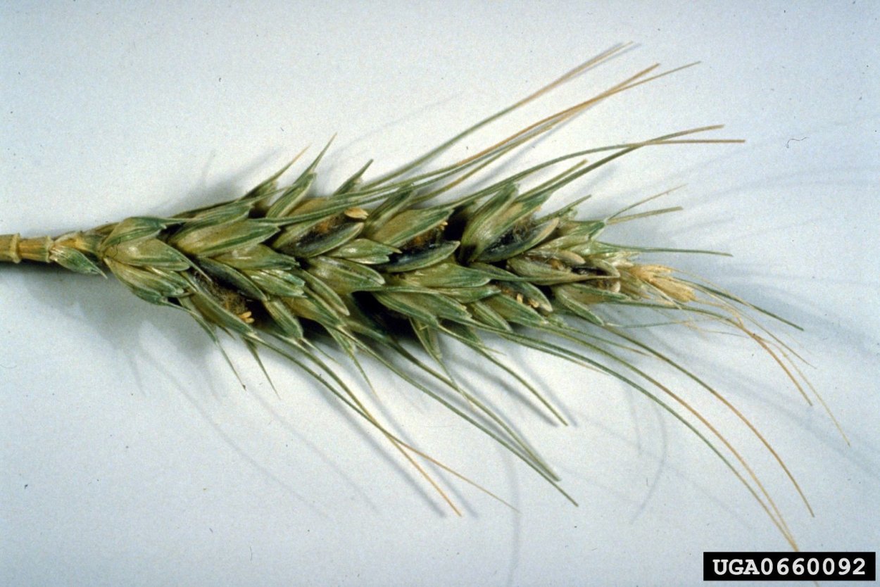 Индийская (карнальская) Головня пшеницы