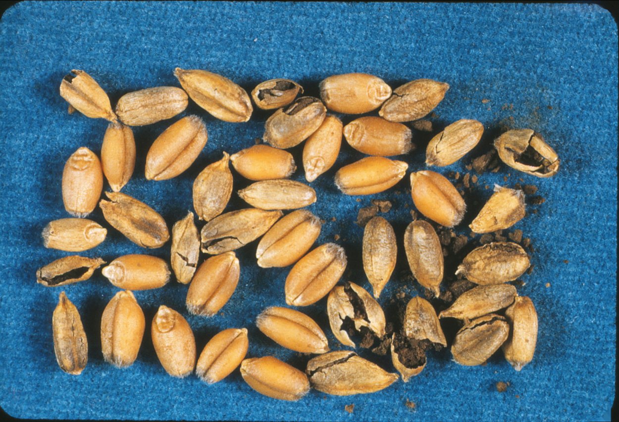 Твердая Головня ячменя семена