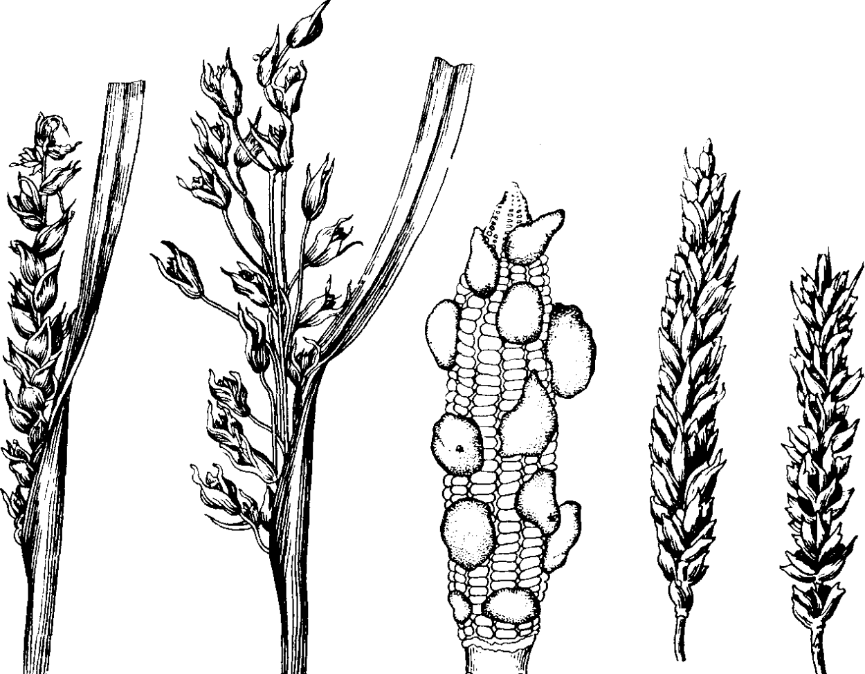 Пыльная Головня злаков