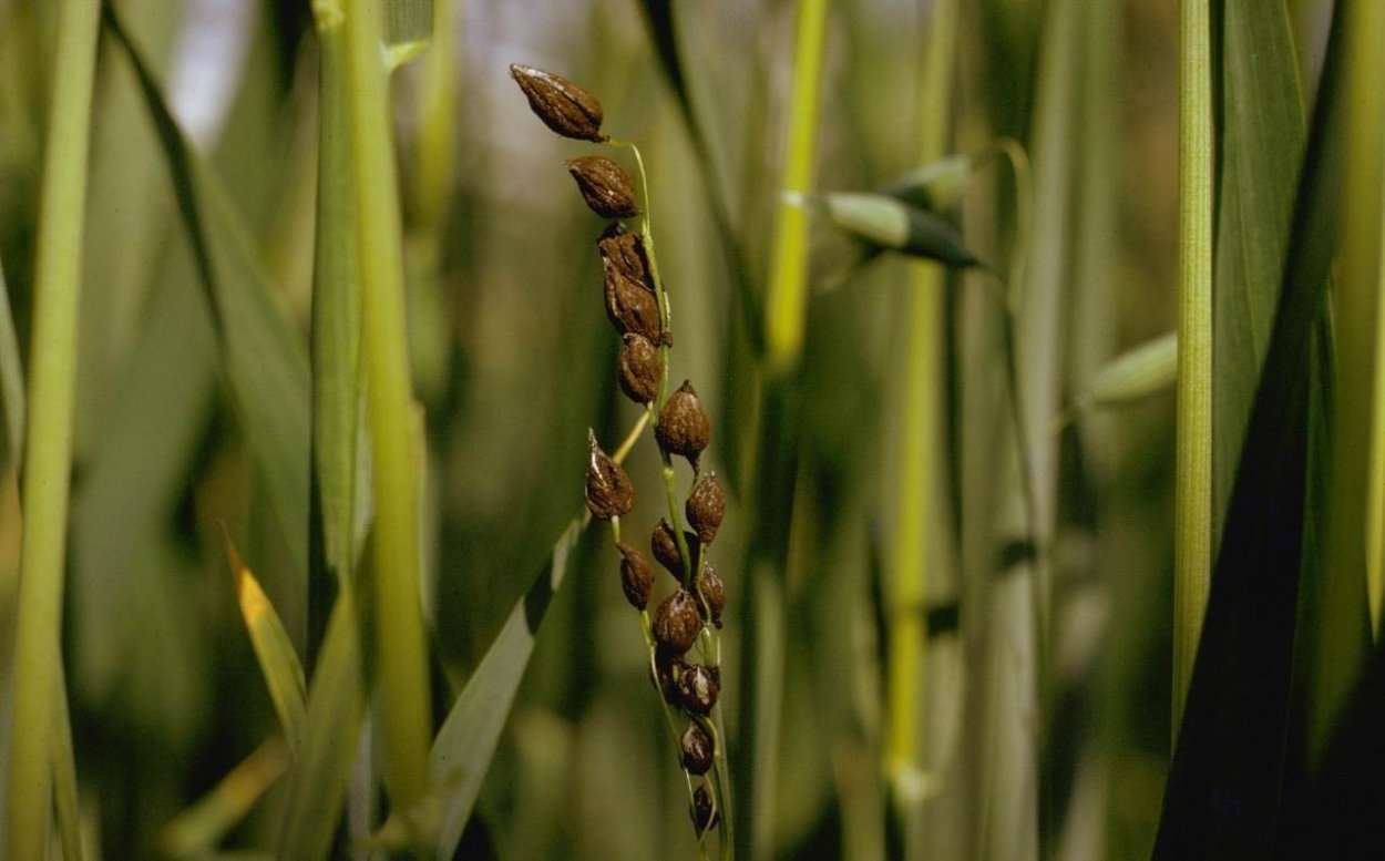 Пыльная Головня (Ustilago tritici)