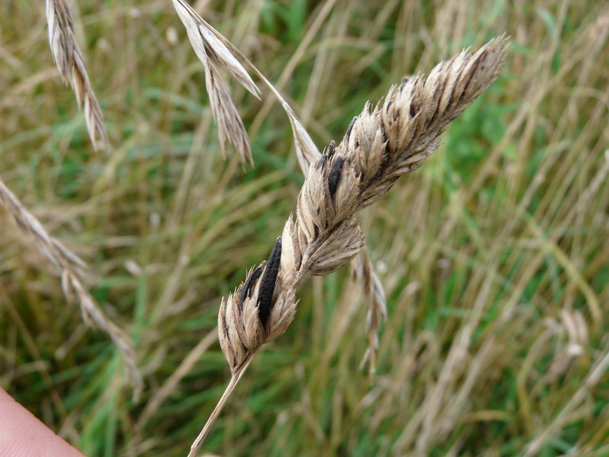Спорынья озимой пшеницы