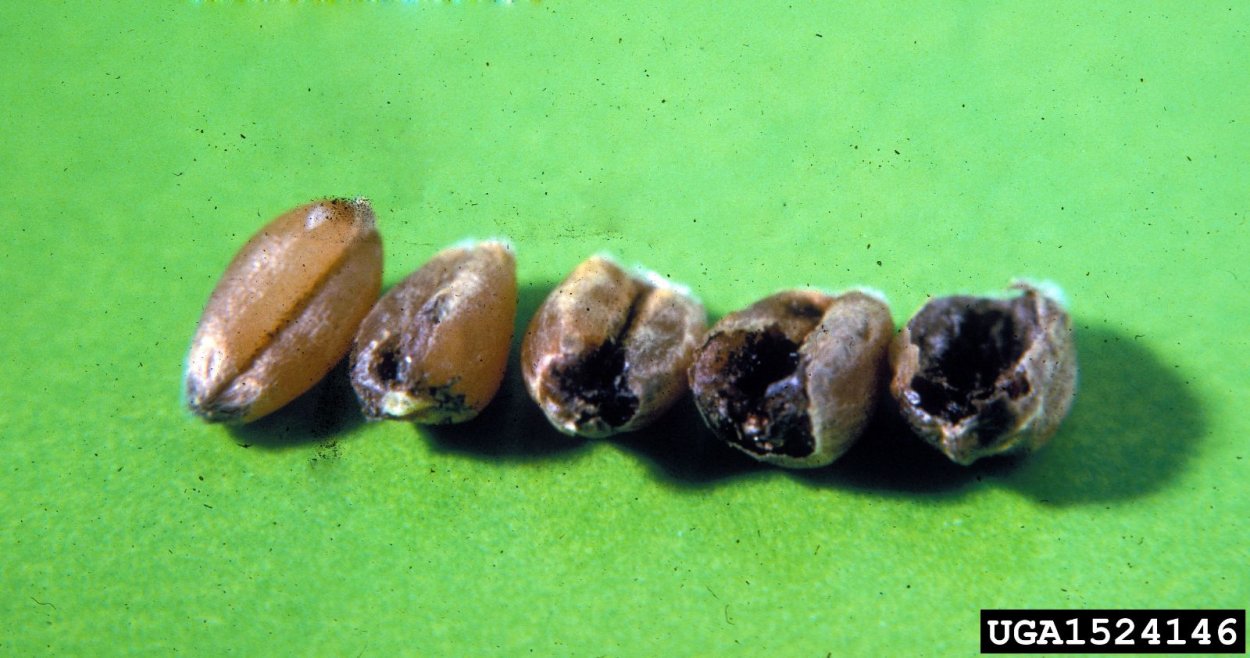 Индийская Головня пшеницы Neovossia Indica