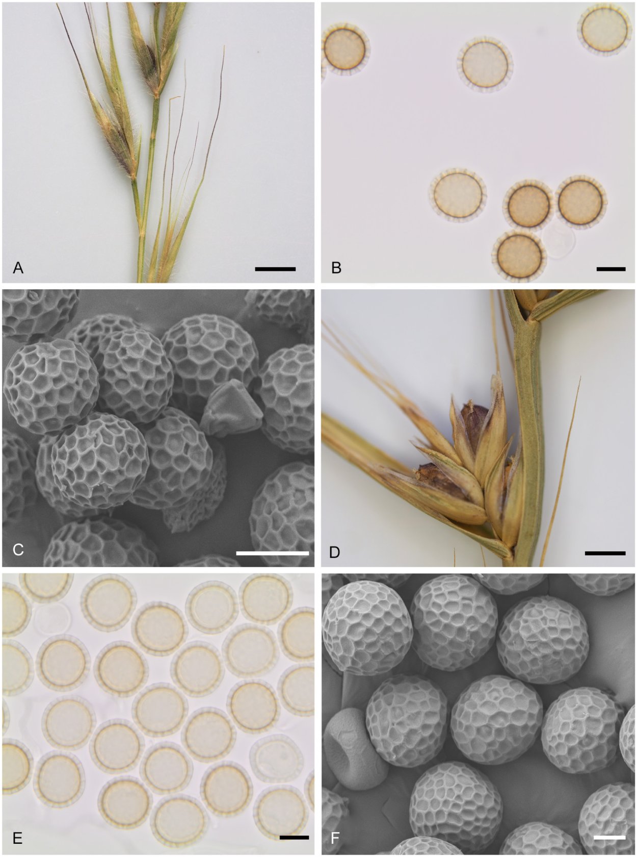 Tilletia tritici Головня пшеницы