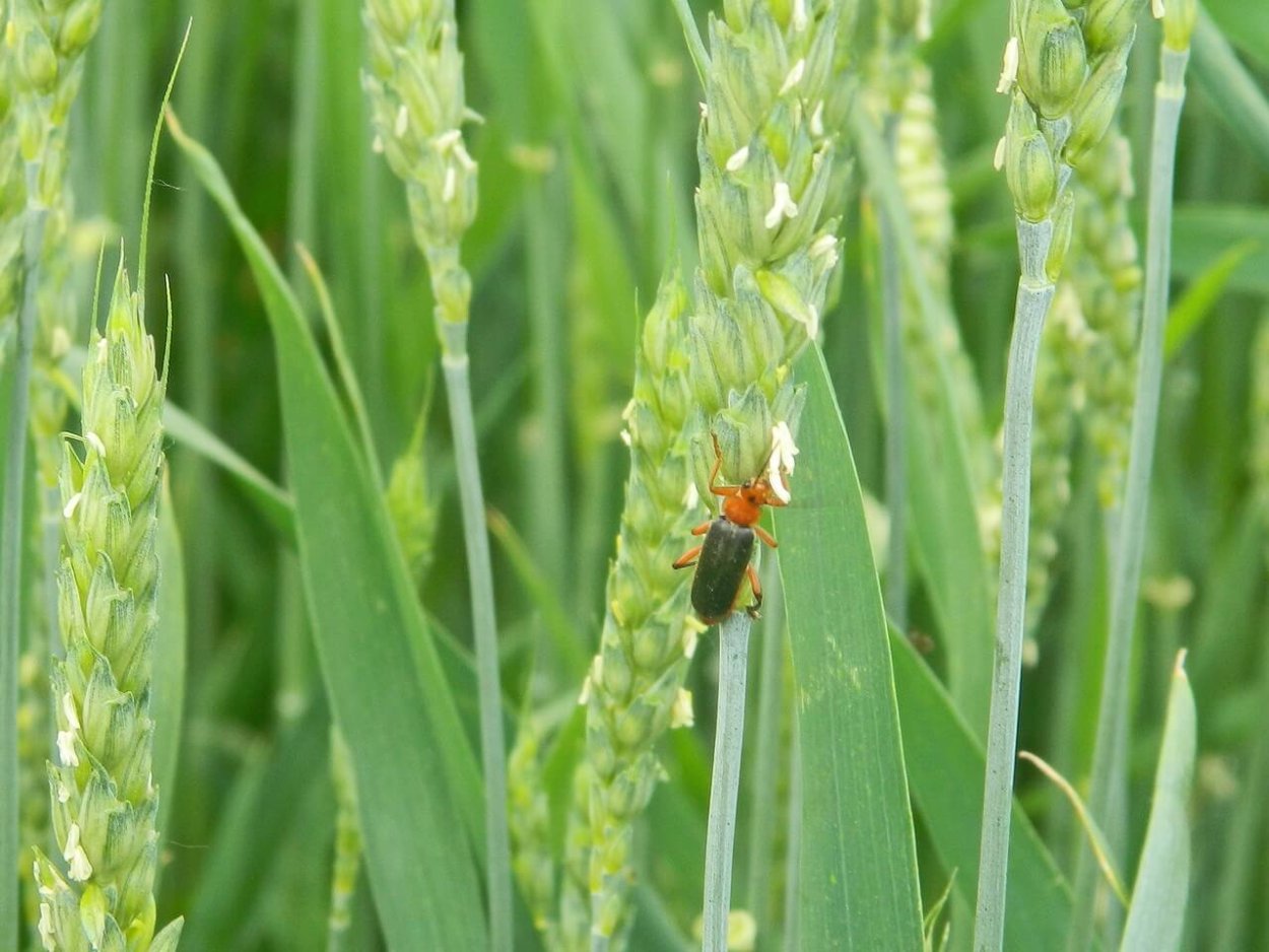 Пьявица на озимой пшенице