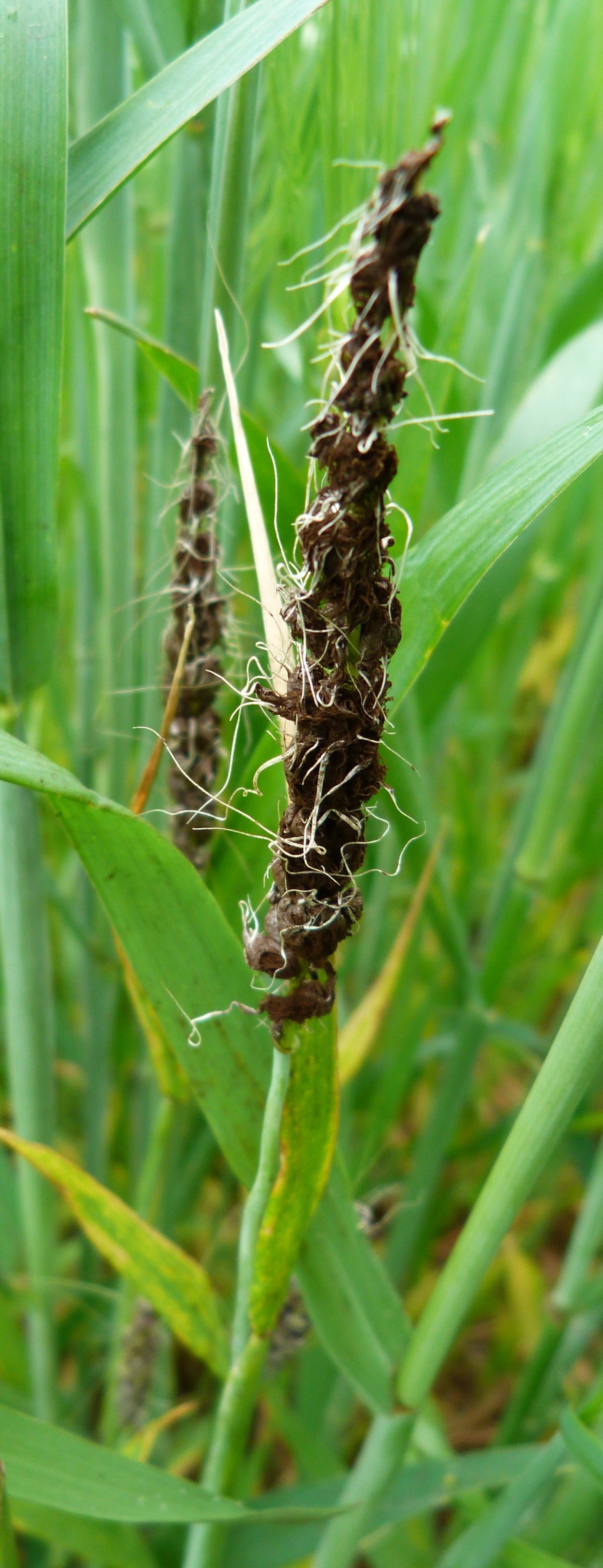 Пыльная Головня (Ustilago tritici)