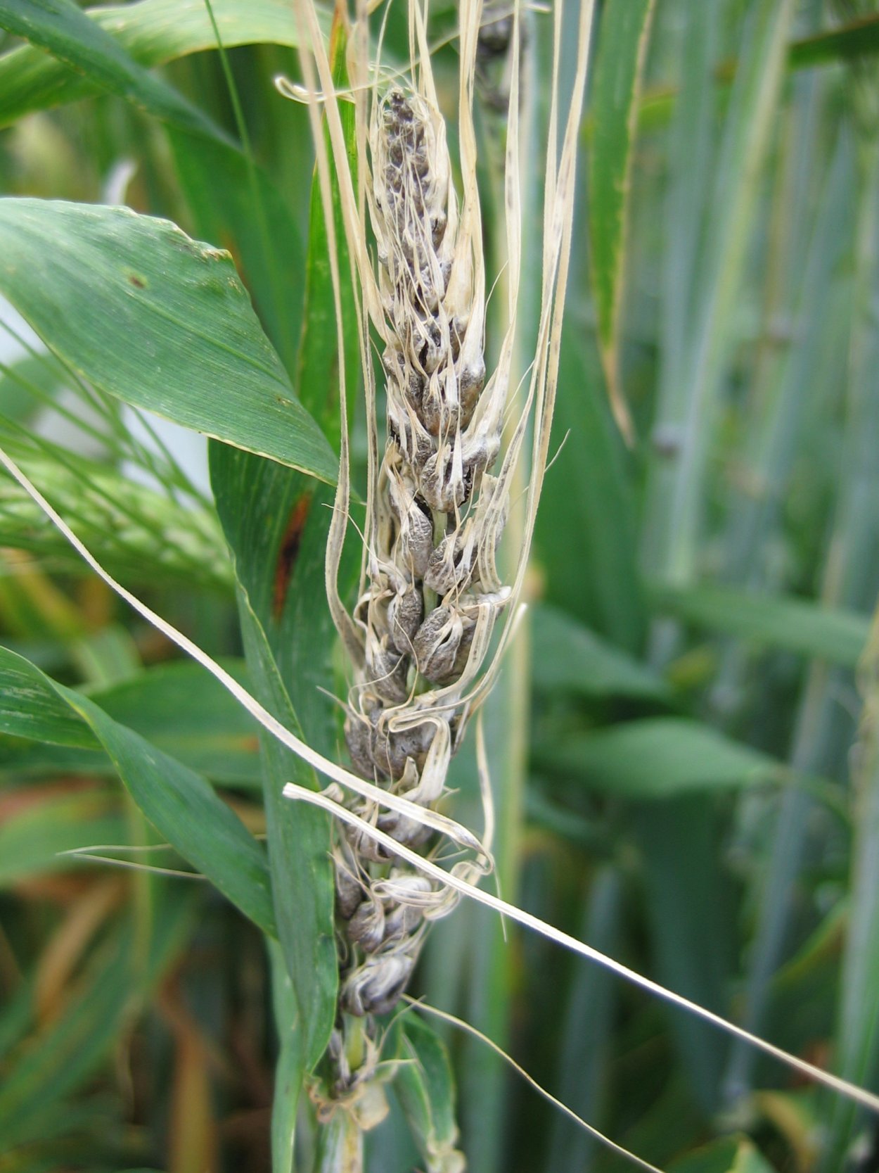 Пыльная Головня пшеницы