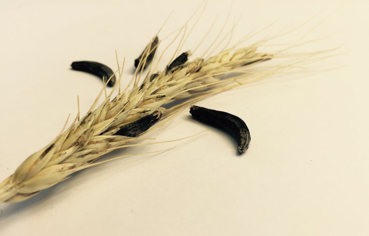 Спорынья ржи