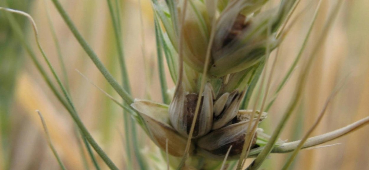 Карликовая Головня