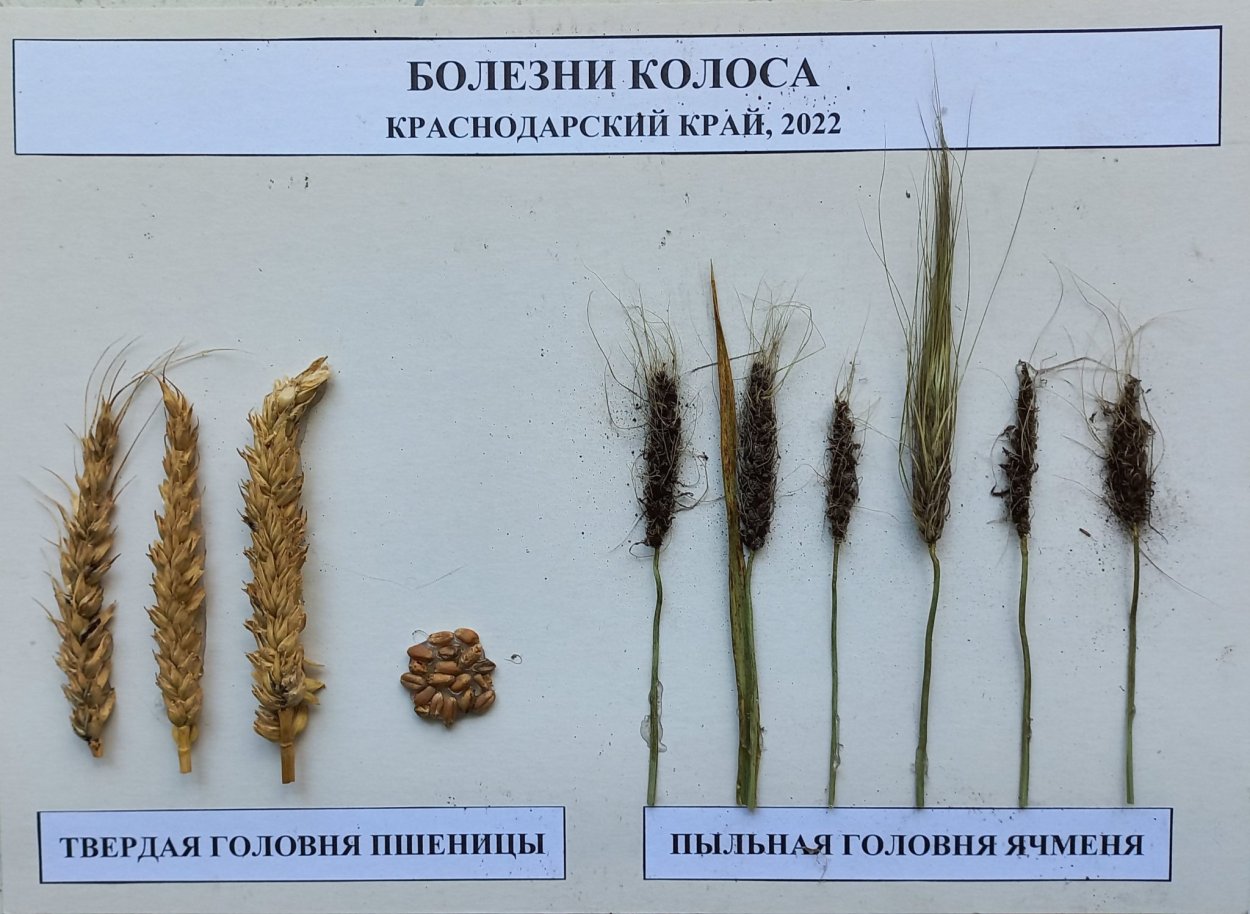 Спорынья ячменя