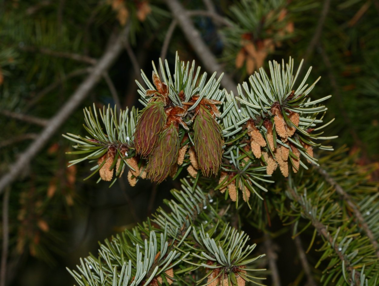 Псевдотсуга Тиссолистная