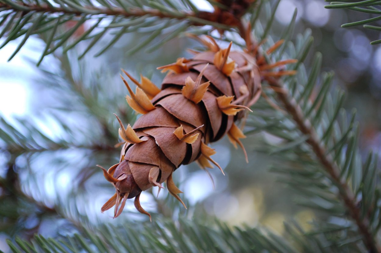 Псевдотсуга Мензиса Pseudotsuga menziesii