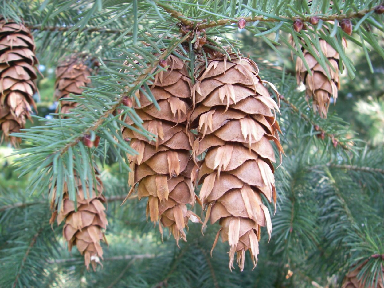 Псевдотсуга Мензиса шишка