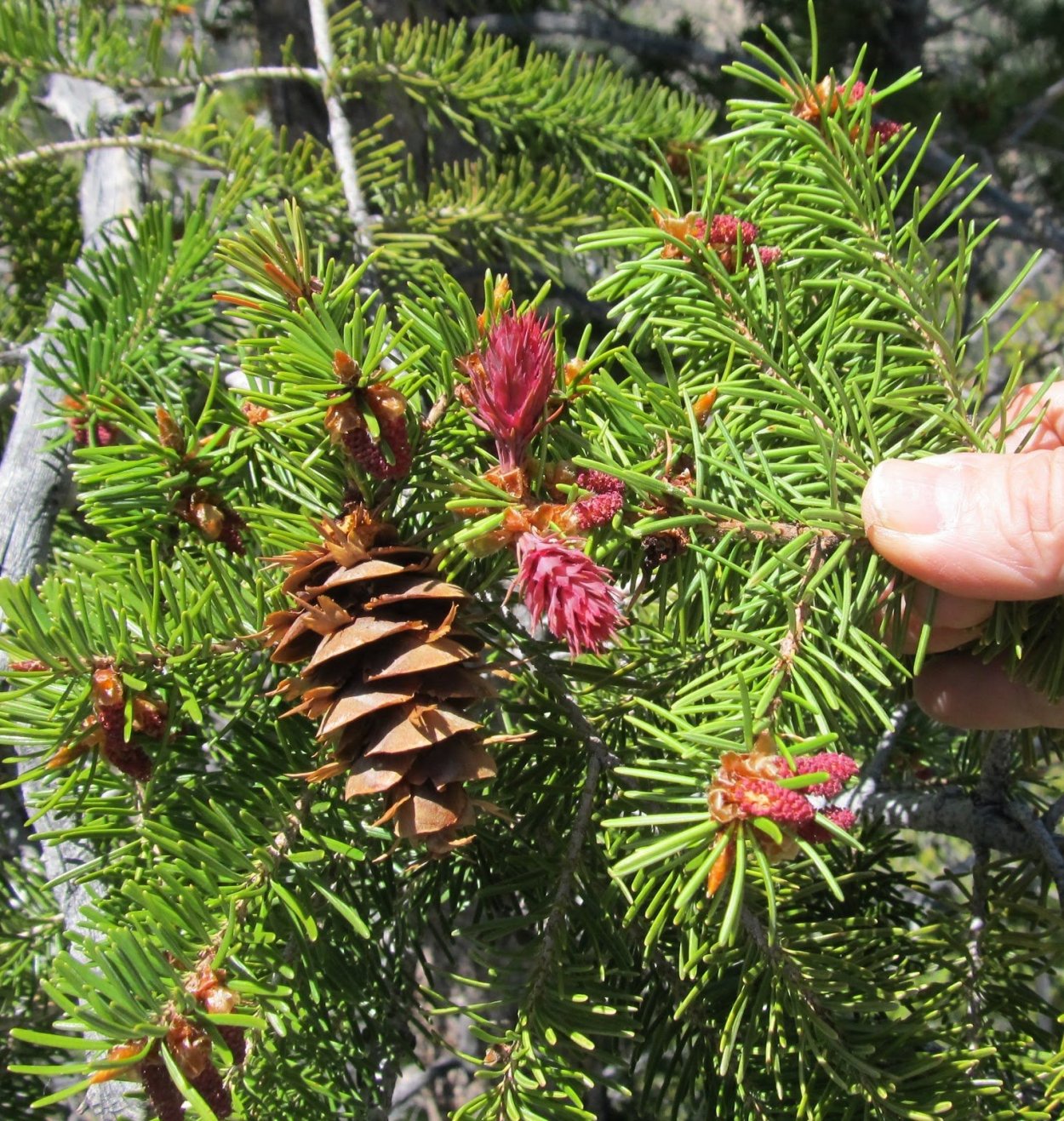 Пихта Дугласа шишки