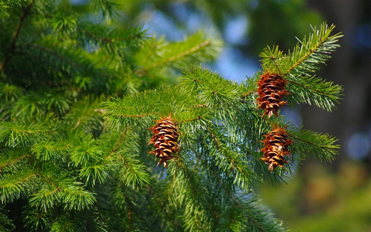 Псевдотсуга обыкновенная