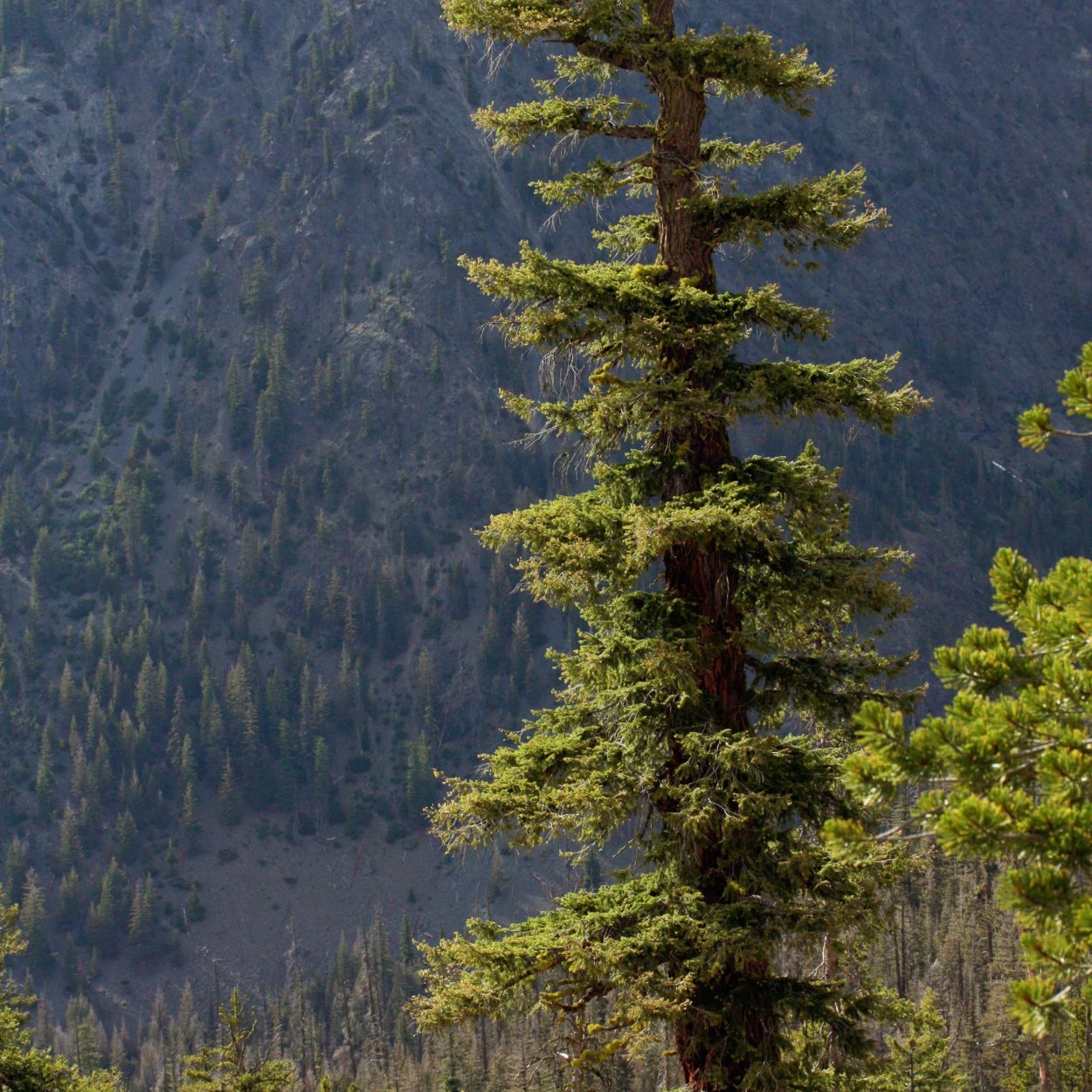 Сосна Дугласа