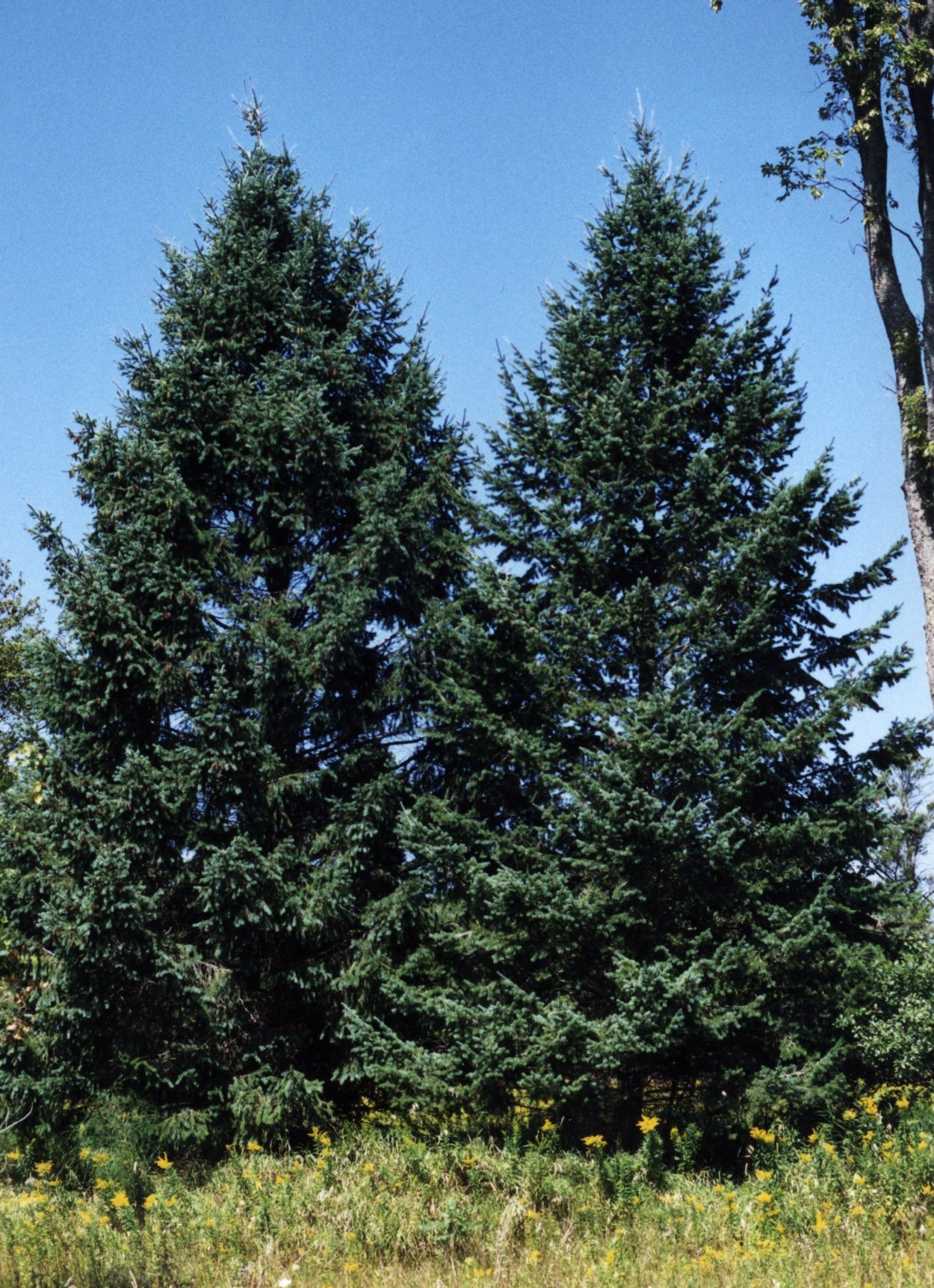 Псевдотсуга Мензиса голубая