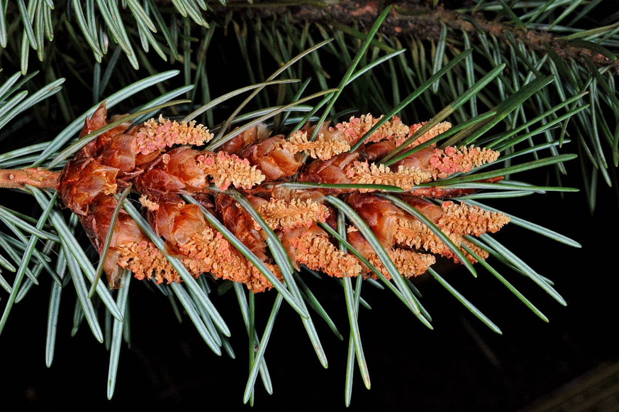 Лжетсуга обыкновенная