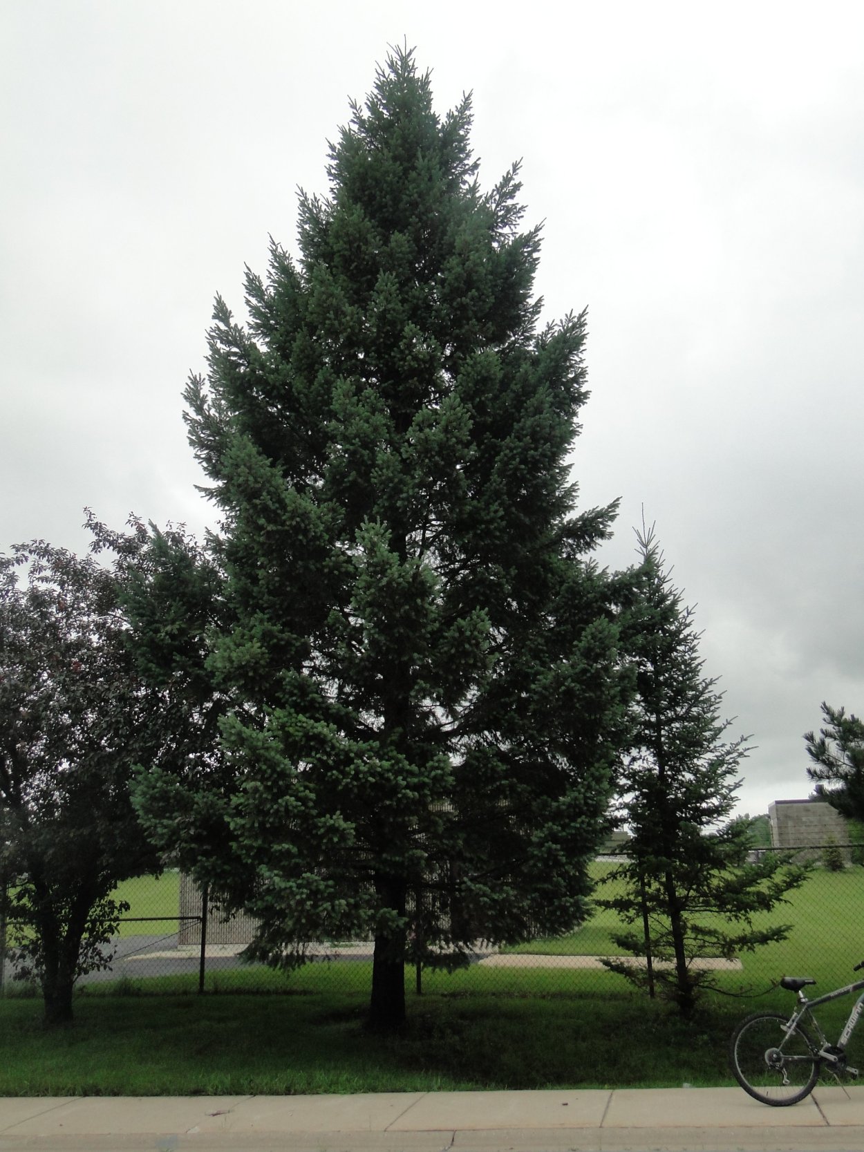 Лжетсуга Мензиса