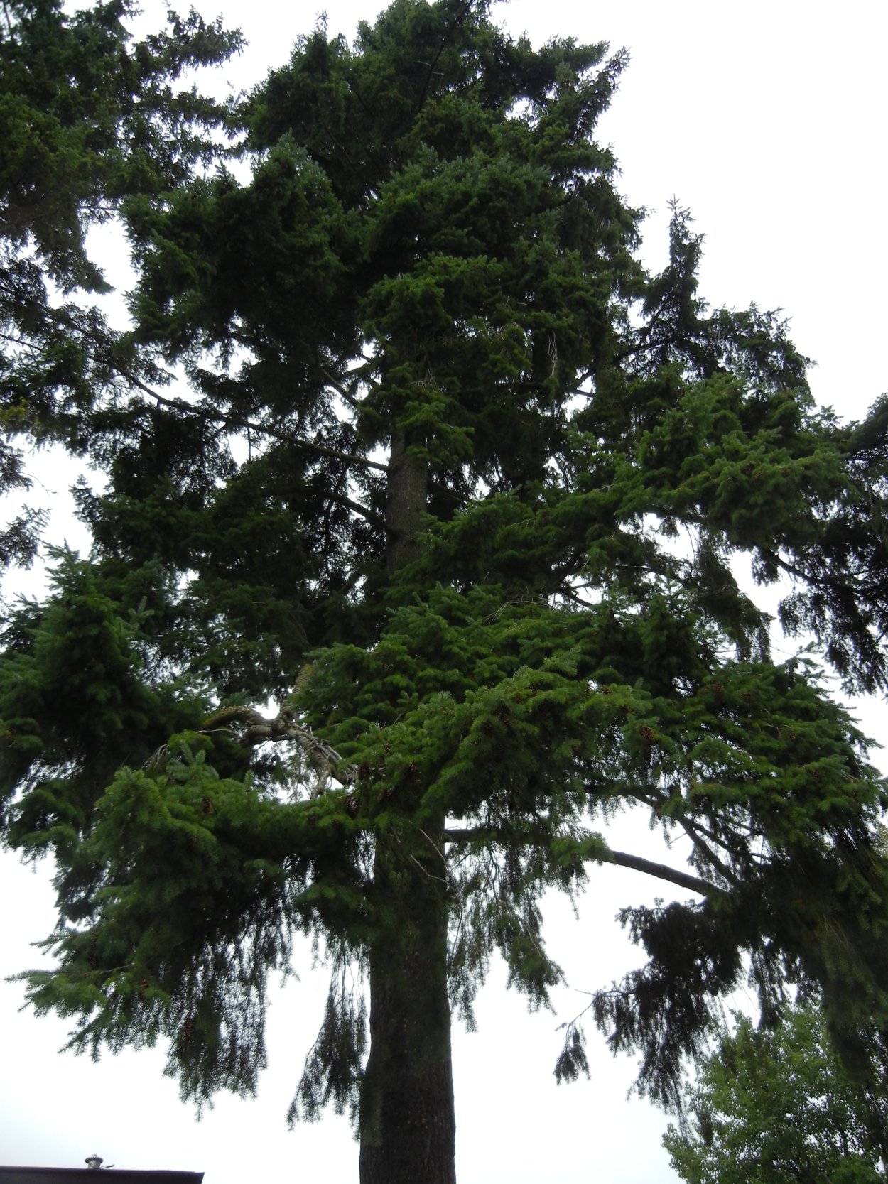 Псевдотсуга Мензиса (дугласия) сизая