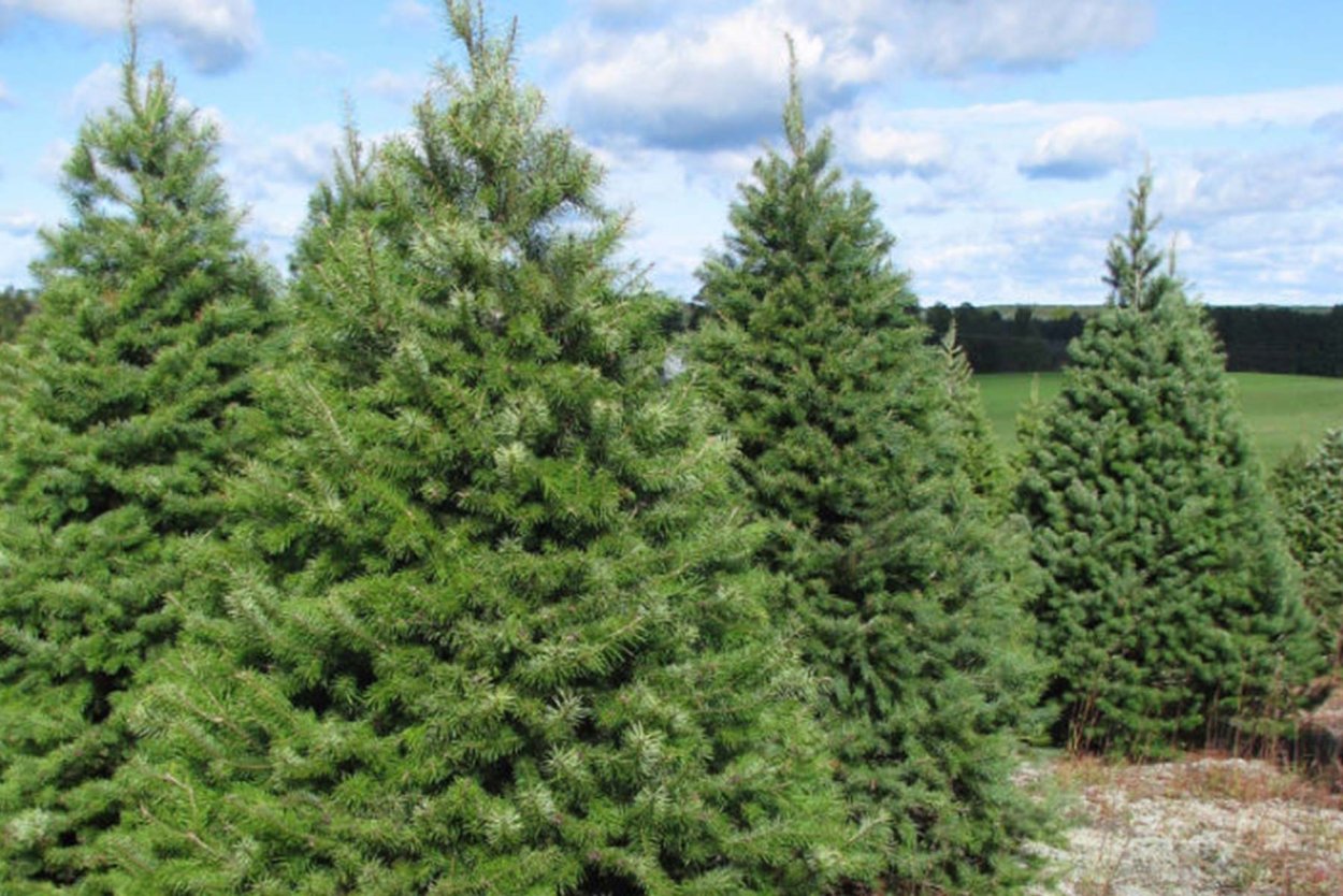 Пихта Дугласа голубая