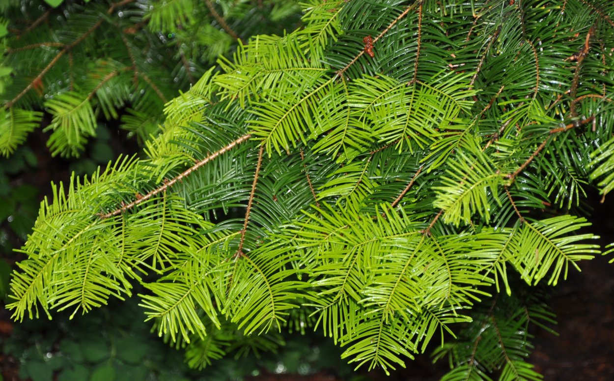 Псевдотсуга Мензиса Pseudotsuga menziesii glauca